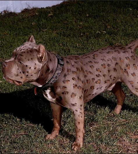 leopard bully for sale.